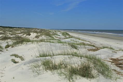 Atlantic Coastal Plain Grasslands — Southeastern Grasslands Institute