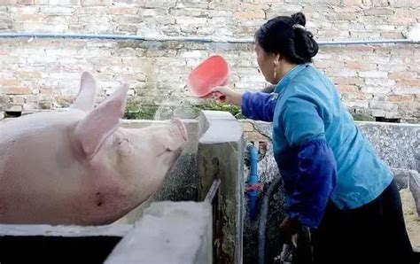 超萌迷你宠物猪的幸福生活[组图]_图片中国_中国网
