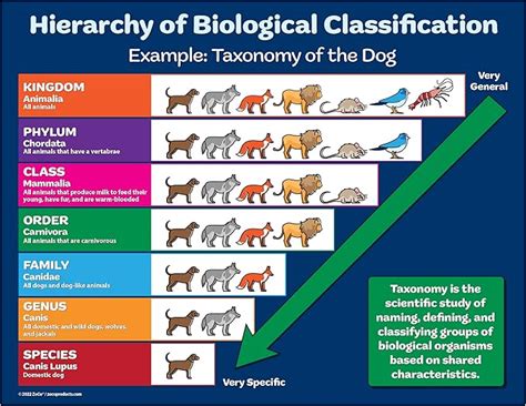 Image result for Taxonomy HTML/JavaScript