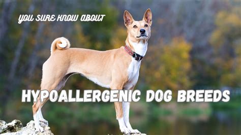 Are Hypoallergenic Dogs Really Allergy-Free? A Comprehensive Guide