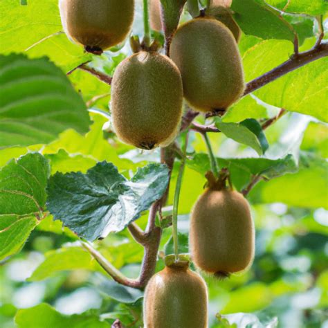 Grafted Live Kiwi Fruit Plant - Actinidia deliciosa for Sale — Mahindra ...