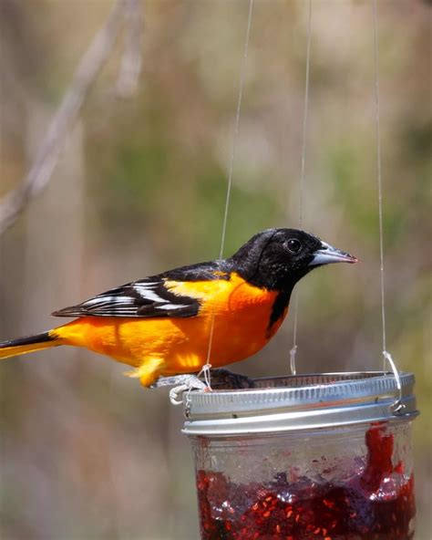 21 Black and Orange Birds (With Pictures)