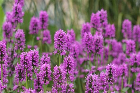 AMBIL SEKARANG