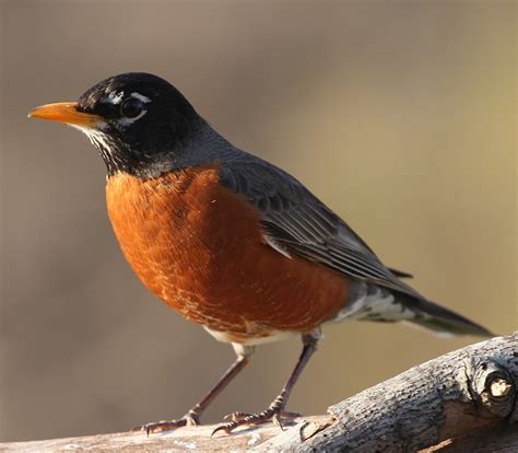 The 33 MOST Common Birds in Washington! (state) - Bird Watching HQ