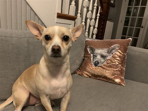 What Does Dog In Spanish at Sarah Lee blog