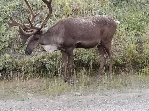 KANTISHNA WILDERNESS TRAILS - All You Need to Know BEFORE You Go 2026 ...