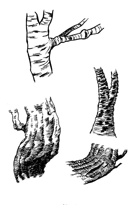 Image result for How to Draw Tree Trunks