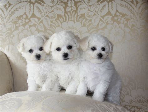 Bichon Frise Puppies: Bichon Puppies - SHE Bichons, San Diego, Ca