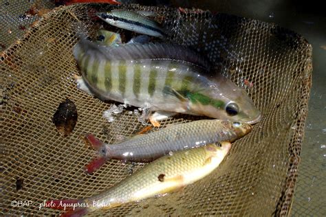 Discus Guide 的图像结果