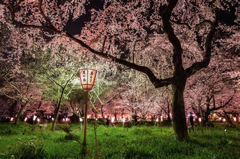 Image result for Japanese Ruby Programming