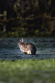 Image result for Stages of Wild Baby Bunnies