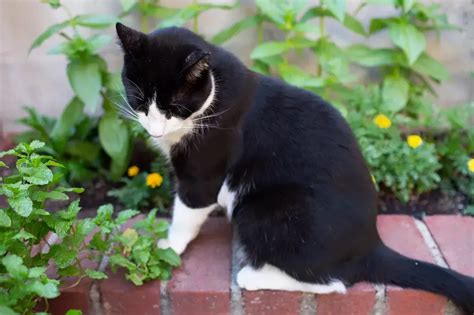 如何让猫咪远离你的绿植：10种驱猫大法 - 知乎