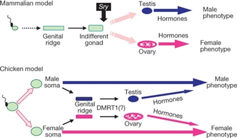 Chicken 的图像结果