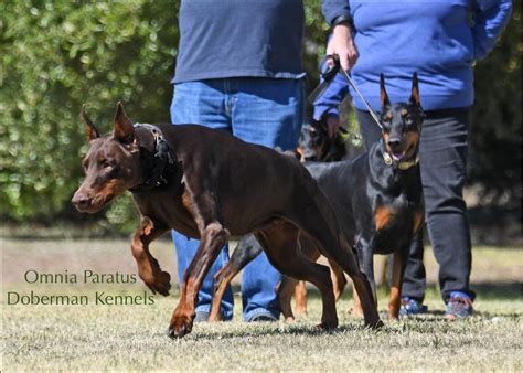 Doberman Pinscher Puppies For Sale