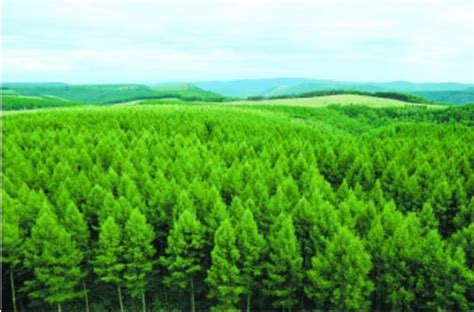 碳汇林,林业,实现(第8页)_大山谷图库
