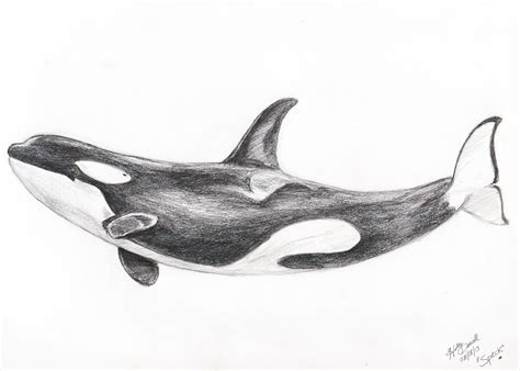 Orca Drawing Easy at John Halliburton blog