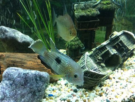 Aequidens Rivulatus Green Terror