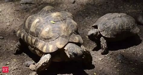endangered species: Biologists in slow and steady race to help North ...