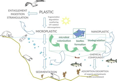 File:Interactions between marine microorganisms and microplastics.webp ...