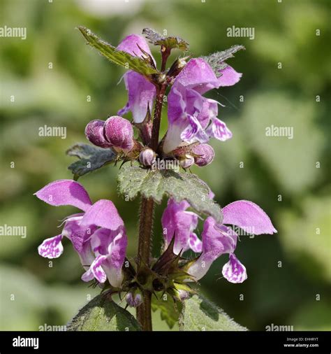 Lamium maculatum purple dragon Banque de photographies et d’images à ...
