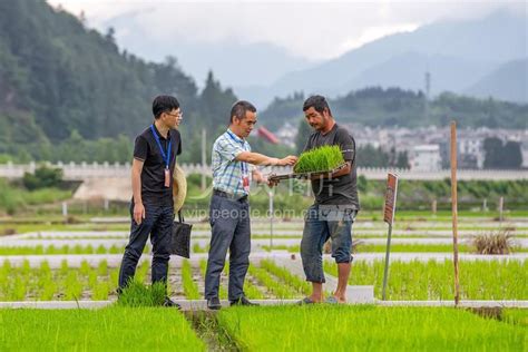 浙江淳安：田间地头监督忙-人民图片网