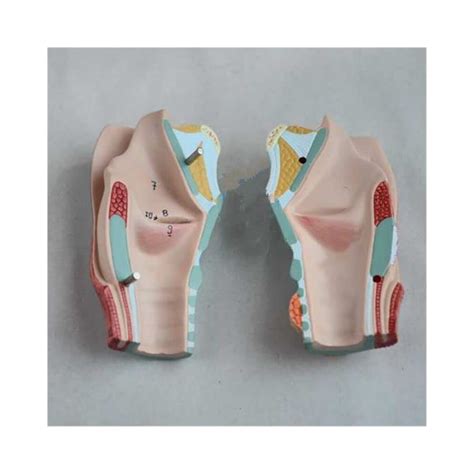 DR Natural Size Magnified Human Larynx Joint | Ubuy India