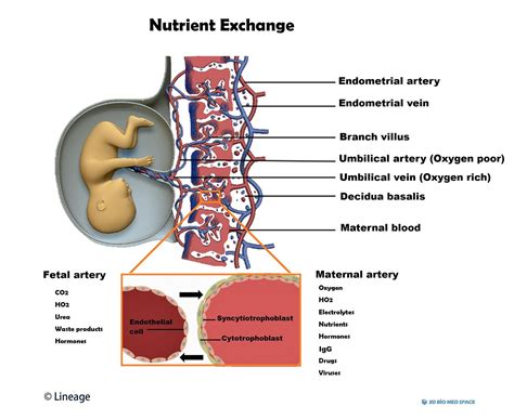 Forms Fetal Portion Of Placenta