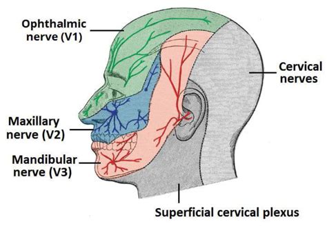 Trigeminal Function in Sino-Nasal Health and Disease