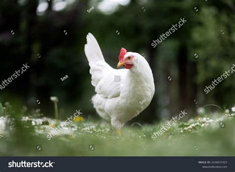 Beautiful Chicken: Over 252,442 Royalty-Free Licensable Stock Photos ...