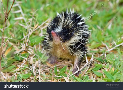 Lowland Streaked Tenrec Hemicentetes Semispinosus Madagascar Stock ...