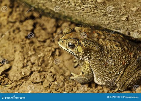 What Animals Eat Ants