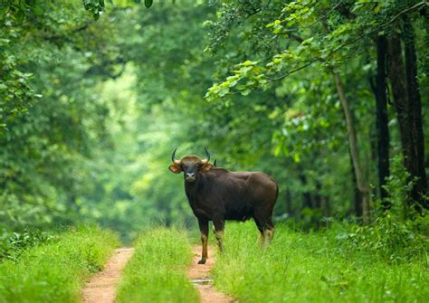 Barnawapara Wildlife Sanctuary Chhattisgarh - Chhattisgarh Tourism