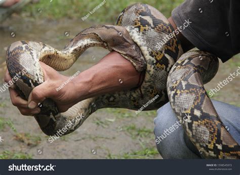 Image result for Python Biting