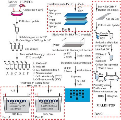Morphology of Biomaterials Affect O-Glycosylation of HUVECs