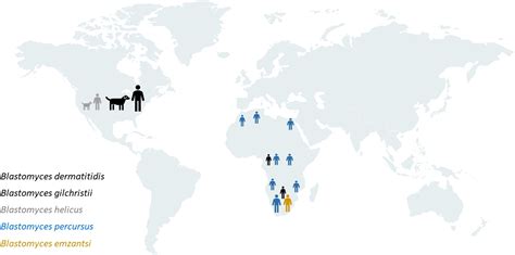 Mapping The Geographic Distribution Of Blastomycosis Today