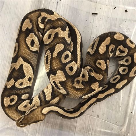 Image result for Large Ball Python