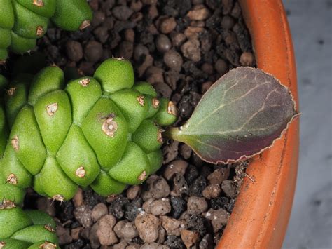 Euphorbia ritchiei (P.R.O.Bally) Bruyns | Plants of the World Online ...