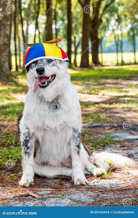 Dog Wearing Propeller Beanie Stock Photo - Image of facing, animal ...