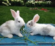 Image result for Brown and White Baby Bunnies