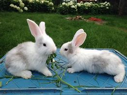 Image result for Cute Pictures of Black and White Bunnies
