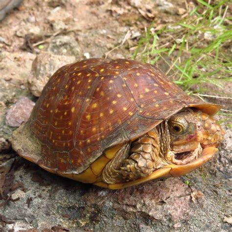Image result for Different Types of Box Turtle