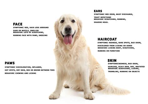 Can Dogs Eat Bologna? - A-Z Animals