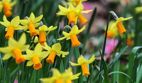 Daffodil Flowers: Planting, Growing, and Caring for Daffodils