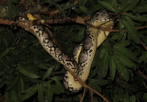 Reticulated Python 的图像结果