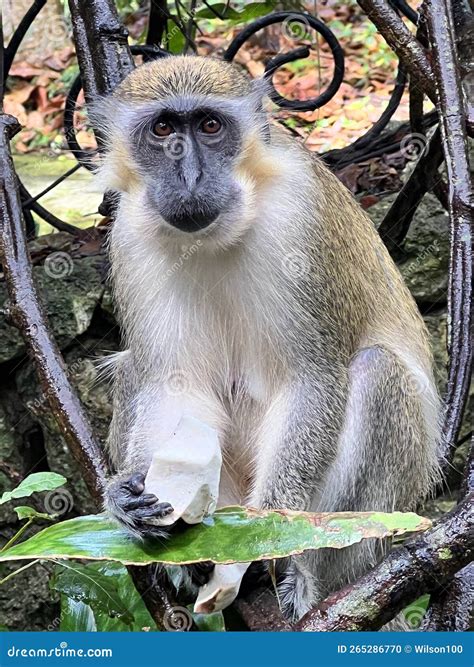 Monkey stock photo. Image of cute, branch, tree, monkies - 265286770