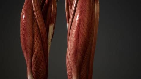 Image result for BioFlix Animation Muscle Structure