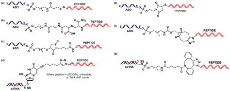 Peptide–Oligonucleotide Conjugation: Chemistry and Therapeutic Applications