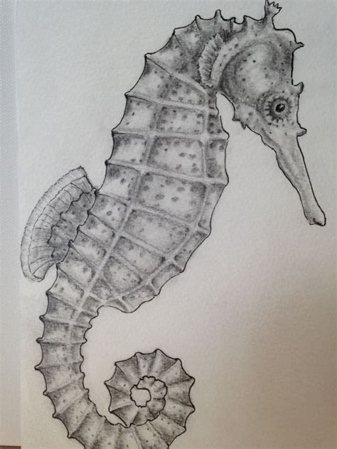 Seahorse Pencil Drawing