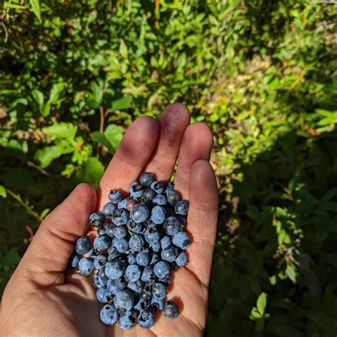 Abundant blueberry season allows for reflection on tradition ...
