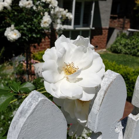 Types Of White Flowers Names